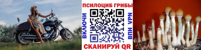 Купить  Аркадак  Галлюциногенные грибы MAGIC MUSHROOMS 